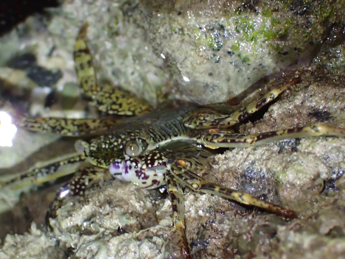 Mottled Lightfoot Crab