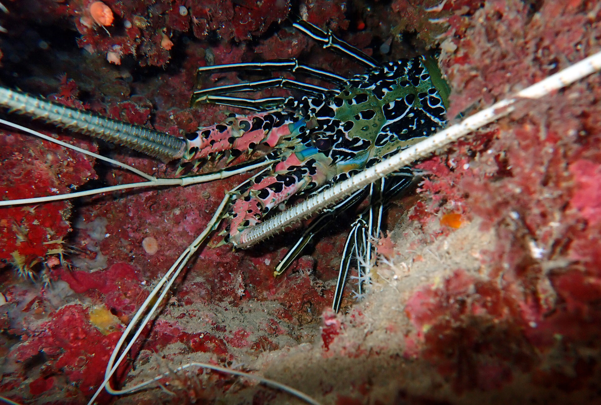 Painted Spiny Lobster ゴシキエビ