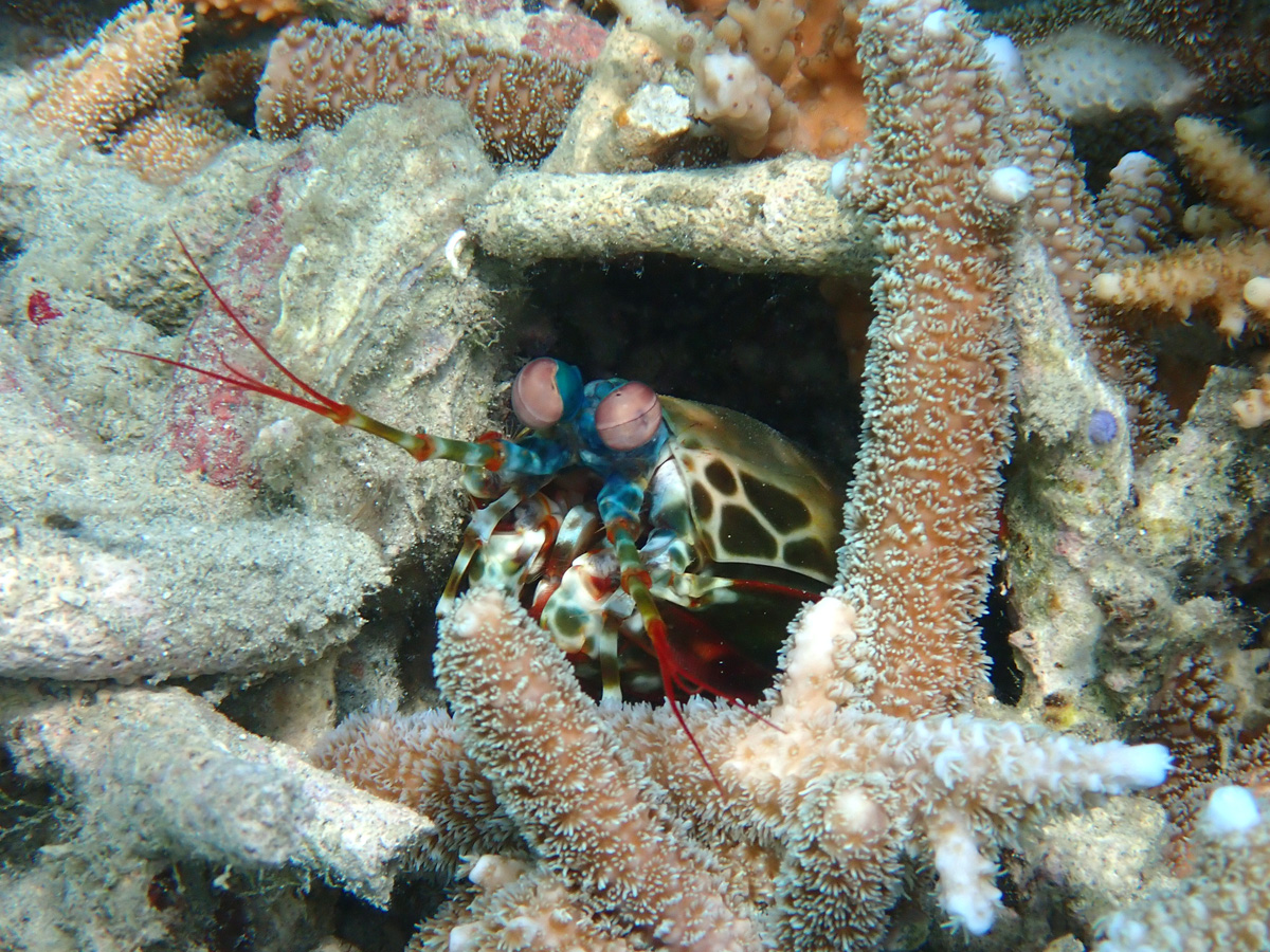 Peacock Mantis Shrimp モンハナシャコ