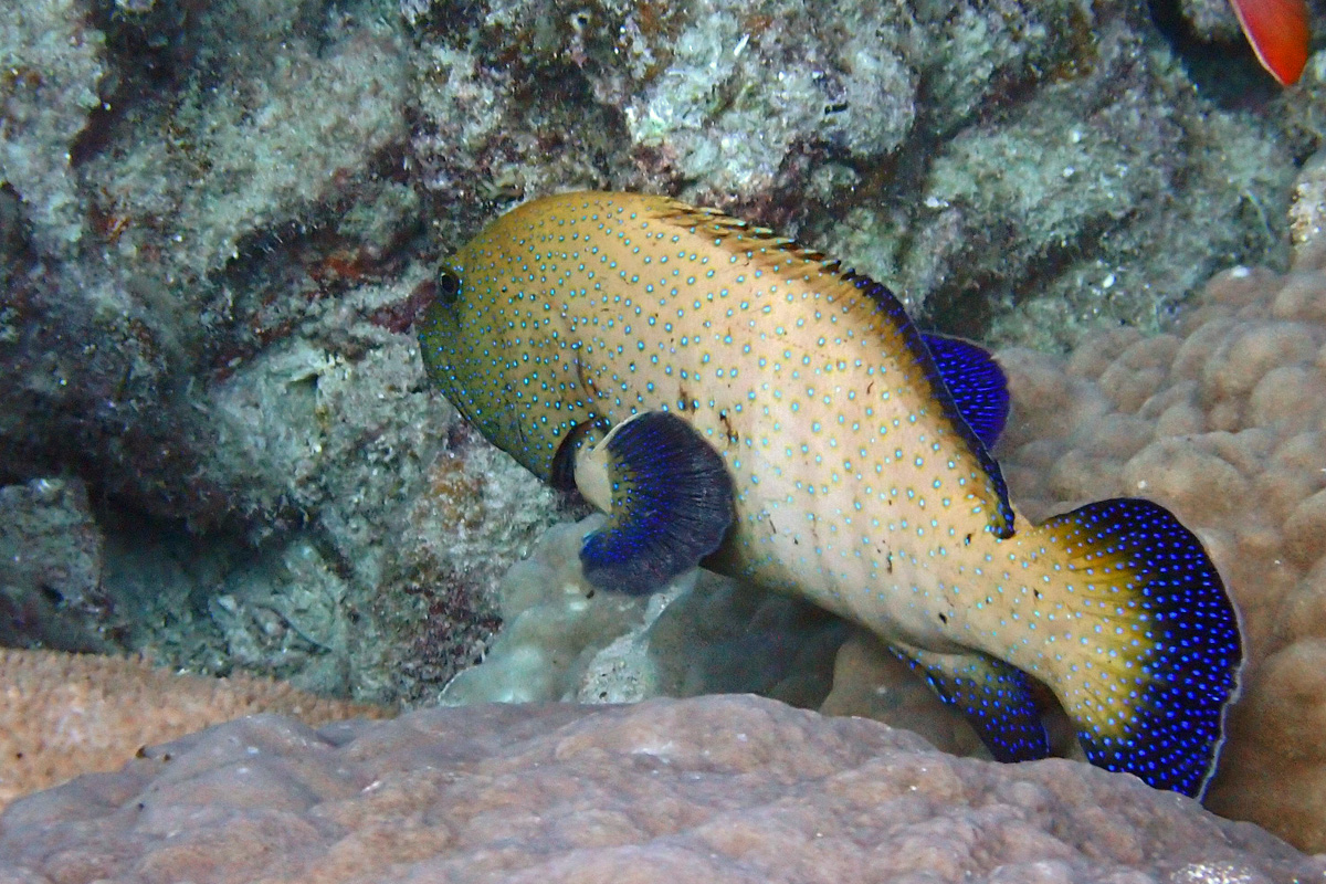 Peacock Grouper アオノメハタ