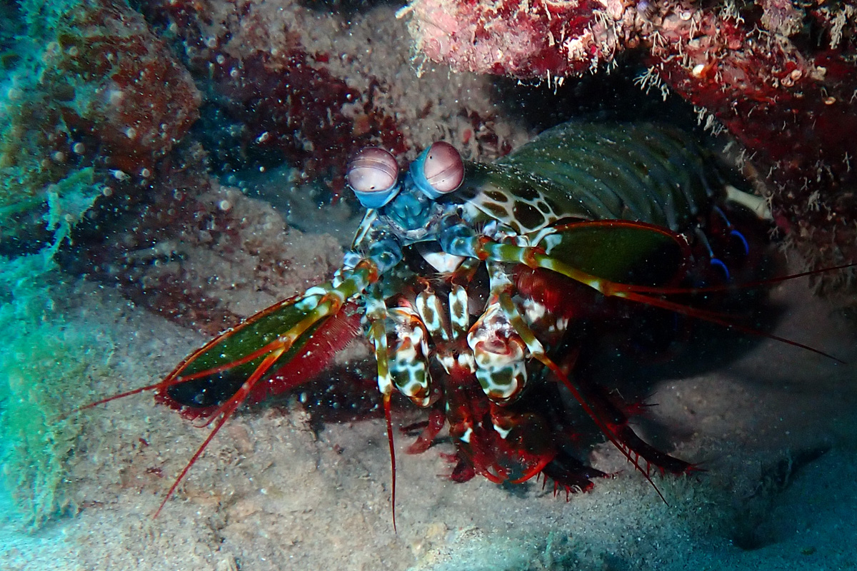 Peacock Mantis Shrimp – モンハナシャコ