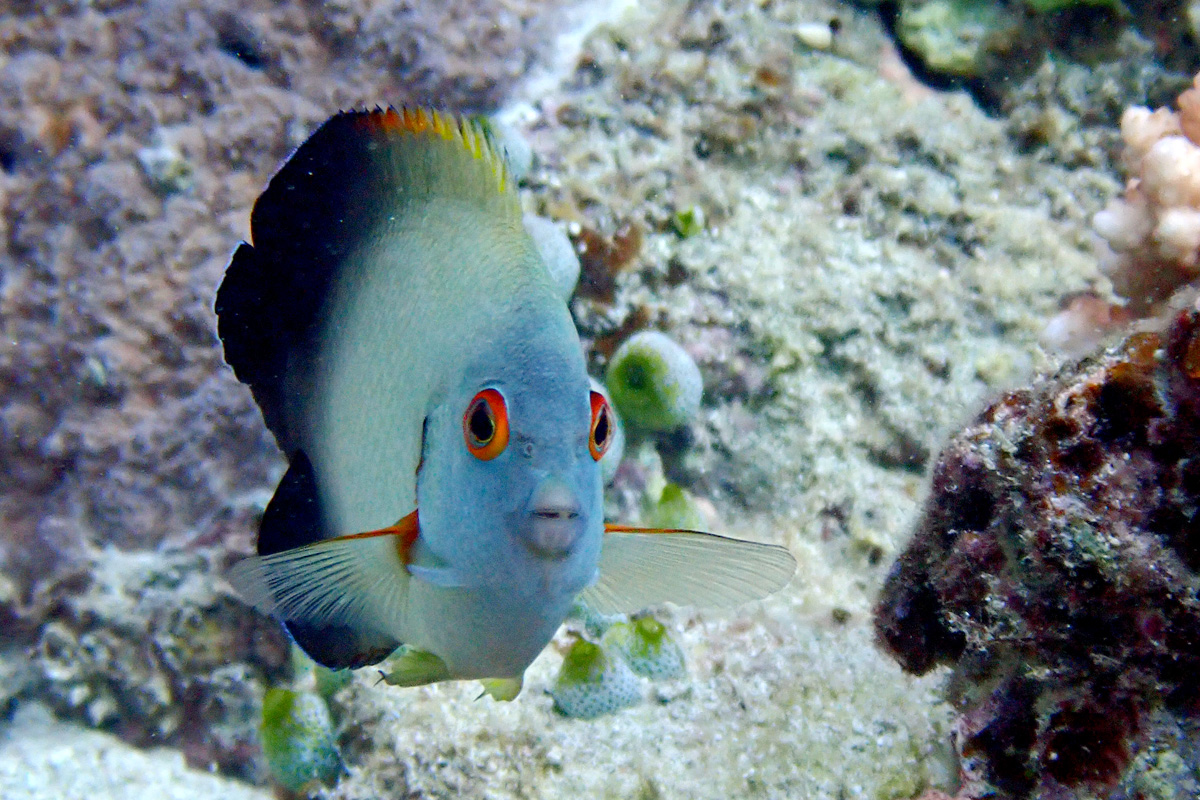 Pearlscale Angelfish ナメラヤッコ