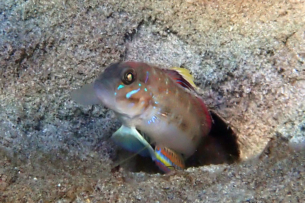 Pretty Lagoongoby ケショウハゼ