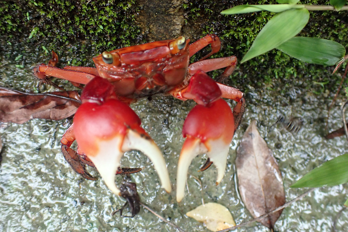 Red Clawed Crab アカテガニ