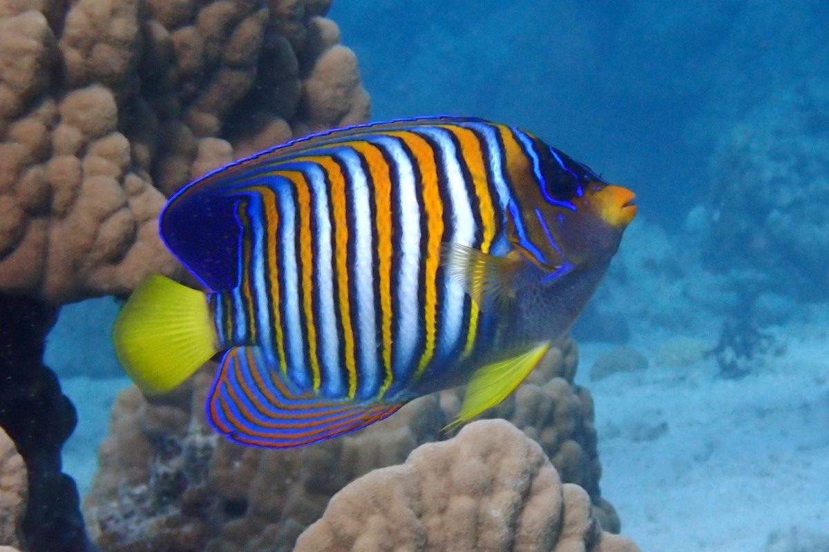 Angelfish