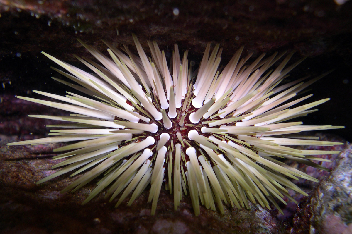 Urchins