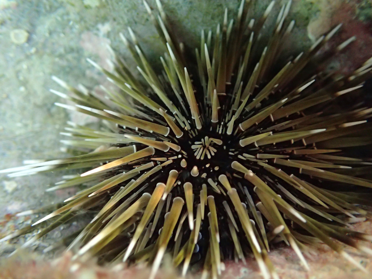 Pale Rock Boring Urchin ナガウニ