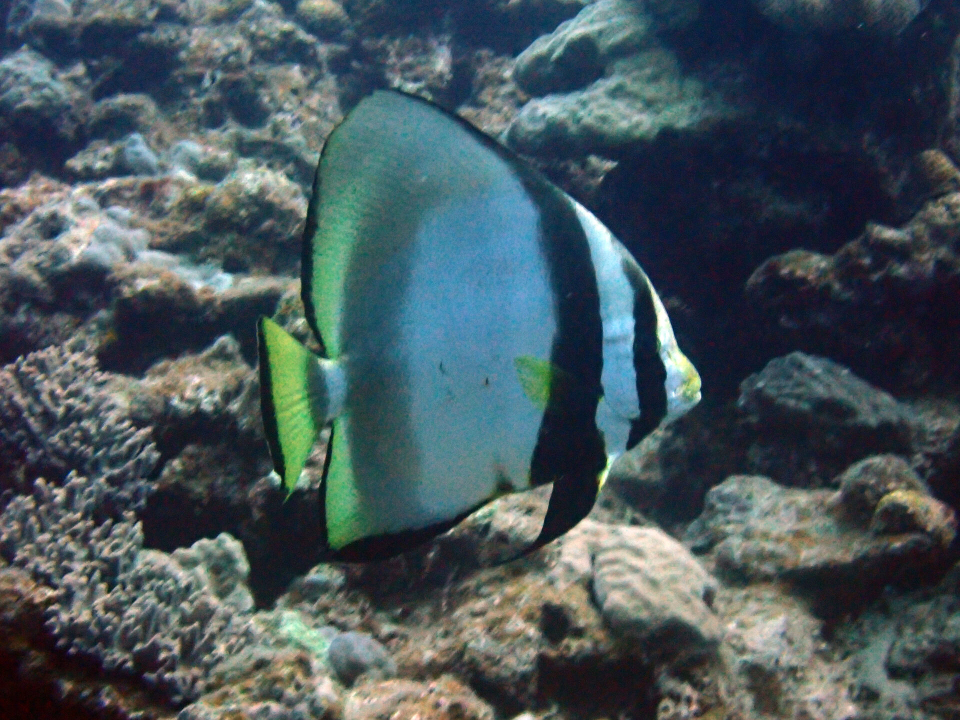 Round Batfish ナンヨウツバメウオ