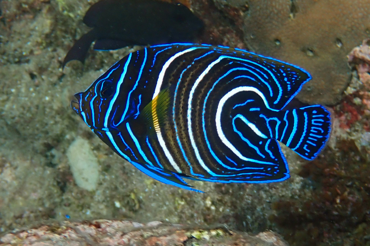 Semicircle Angelfish サザナミヤッコ