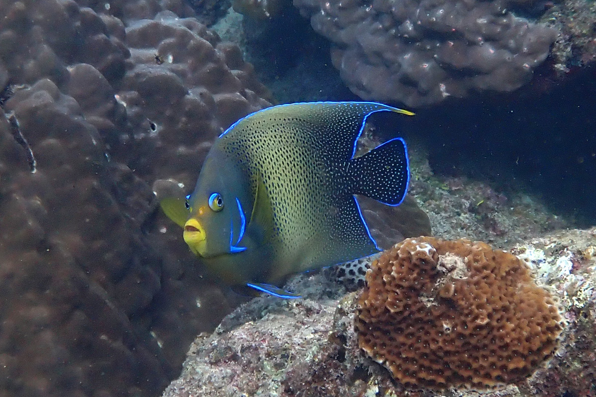 Semicircle Angelfish – サザナミヤッコ