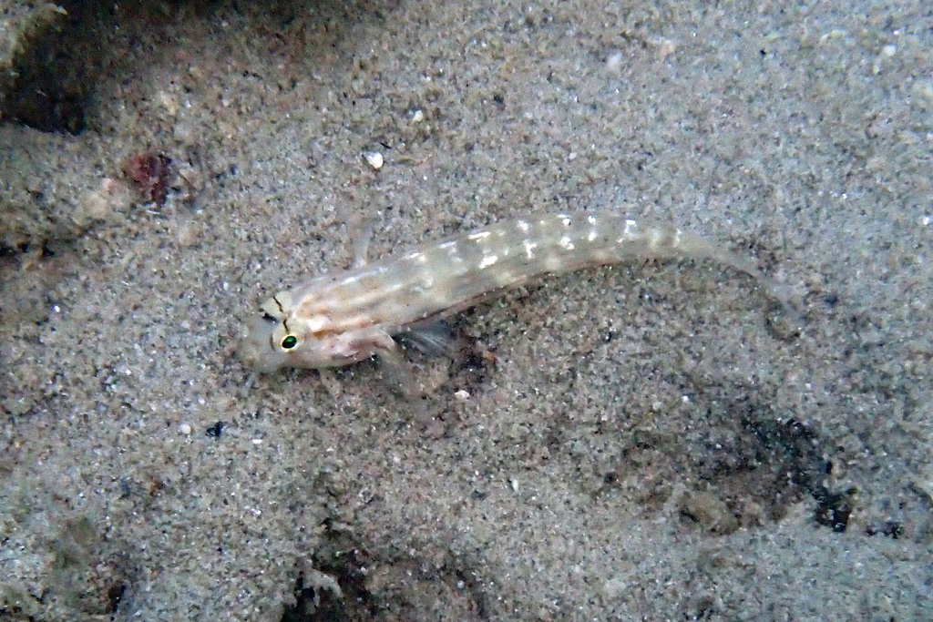 Shoulderspot Goby カタボシオオモンハゼ