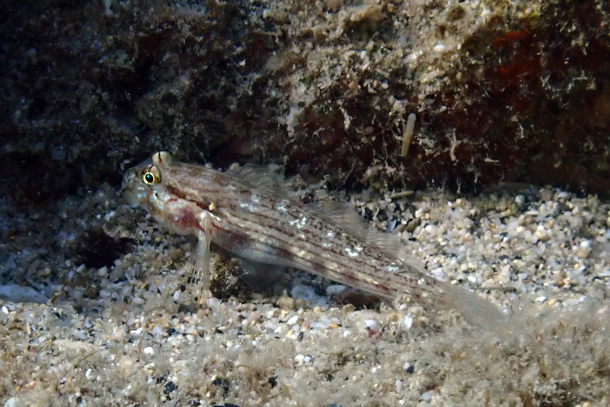 Shoulderspot Goby – カタボシオオモンハゼ