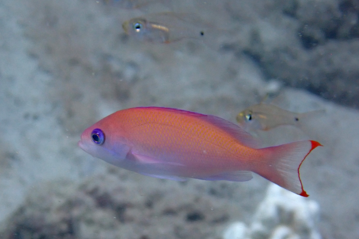 Stocky Anthias ケラマハナダイ