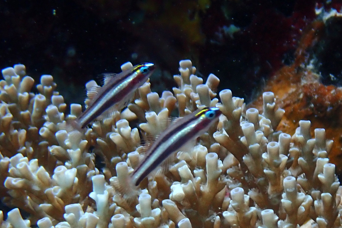 Twostripe Dwarfgoby – オヨギイソハゼ
