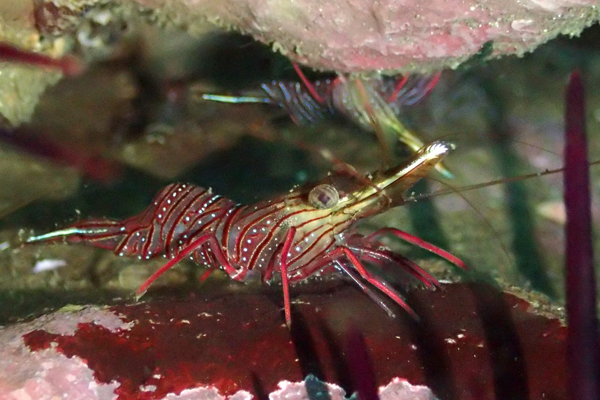 Camel Shrimp サラサエビ