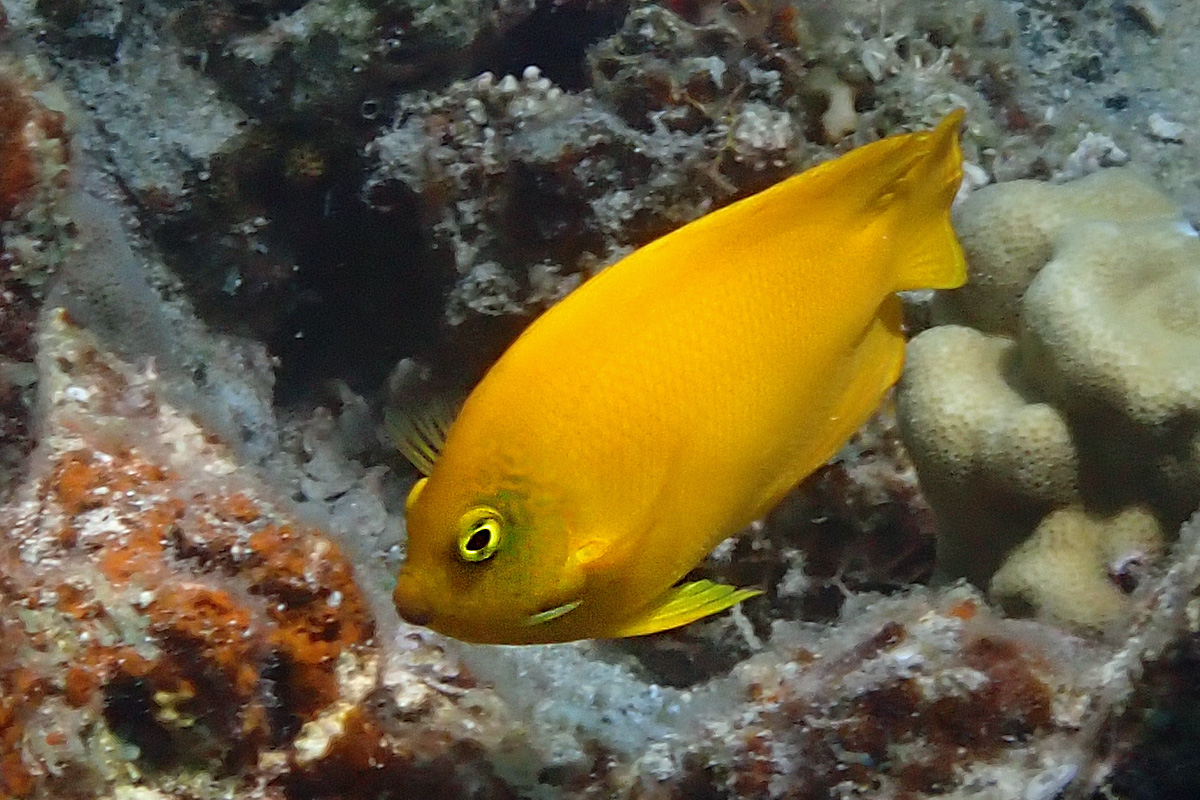 Yellow Angelfish – ヘラルドコガネヤッコ