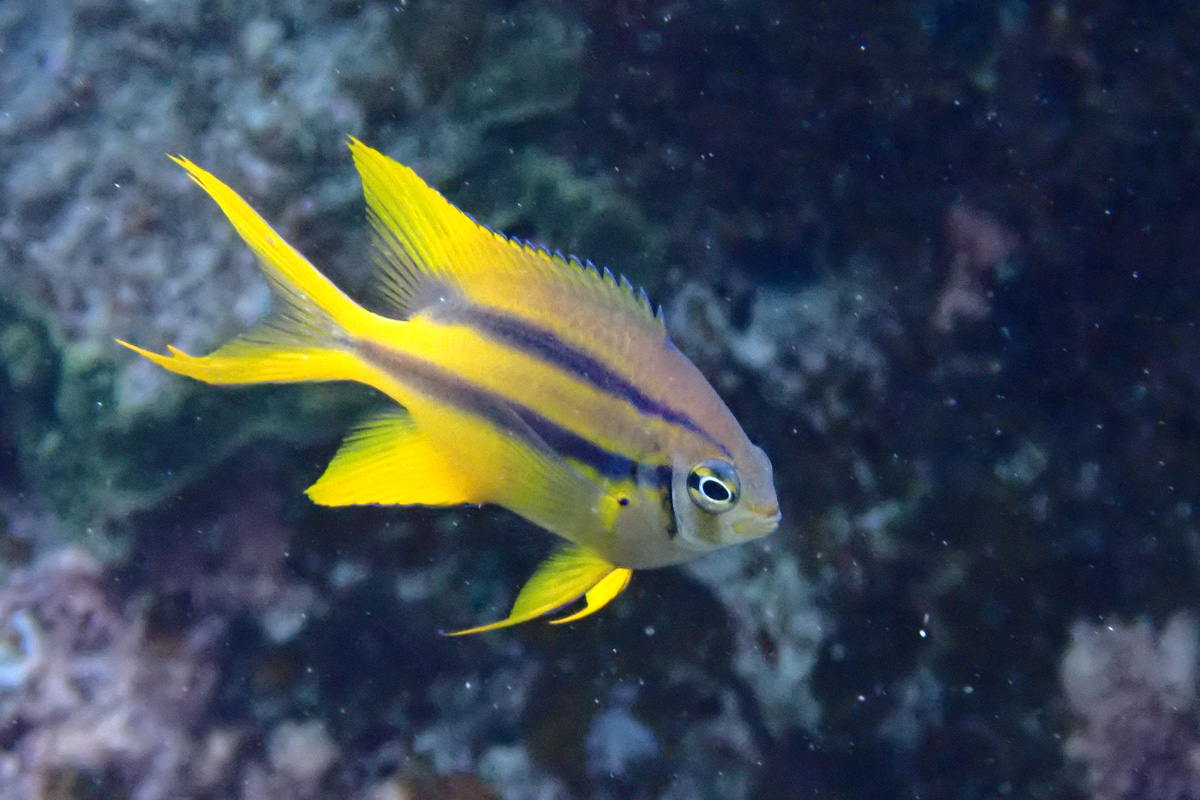 Yellowtail Damsel – ヒレナガスズメダイ