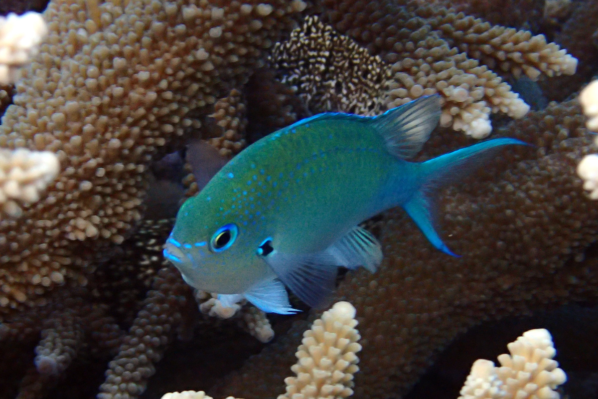 Blackaxil Chromis アオバスズメダイ