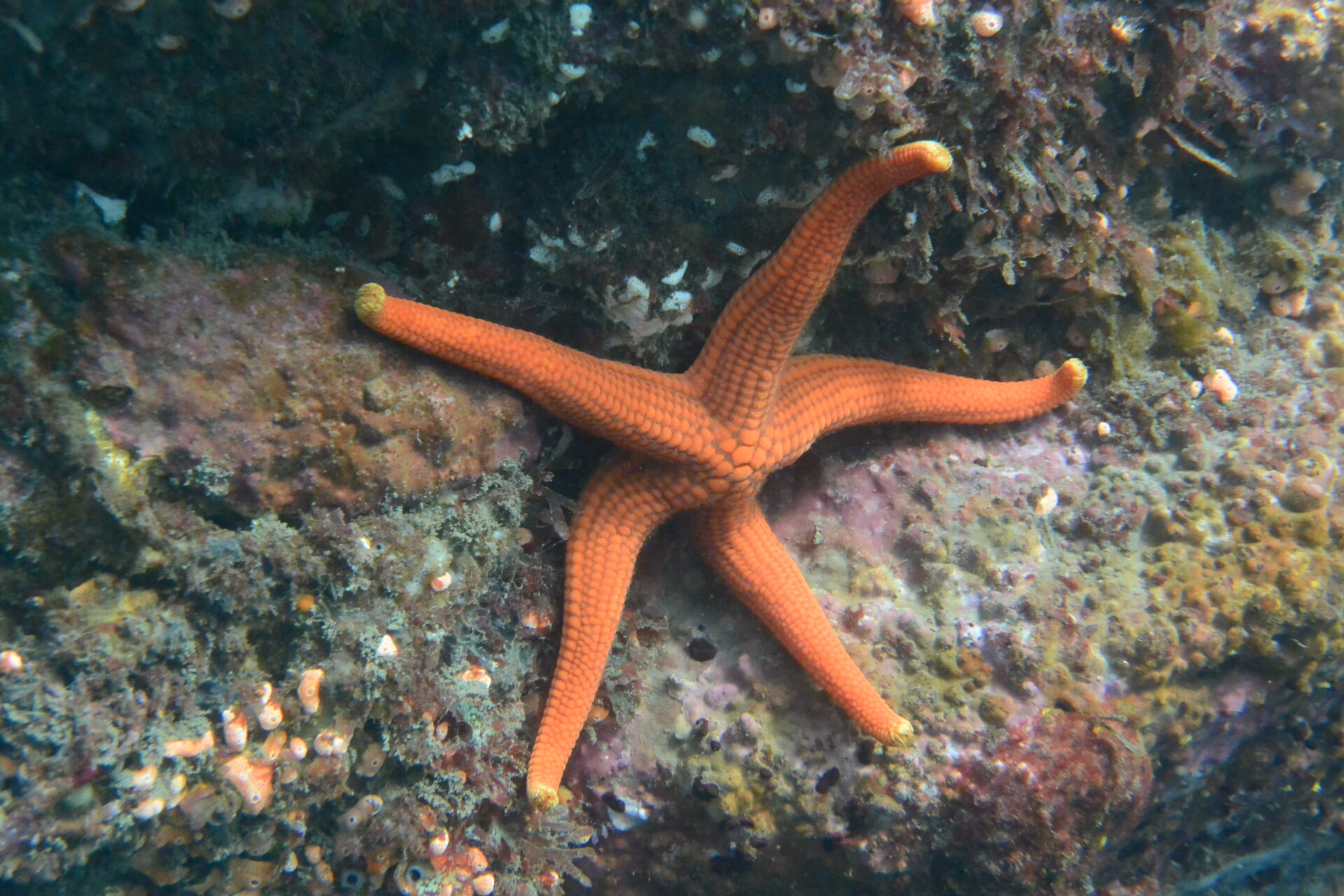 Red Sea Star アカヒトデ