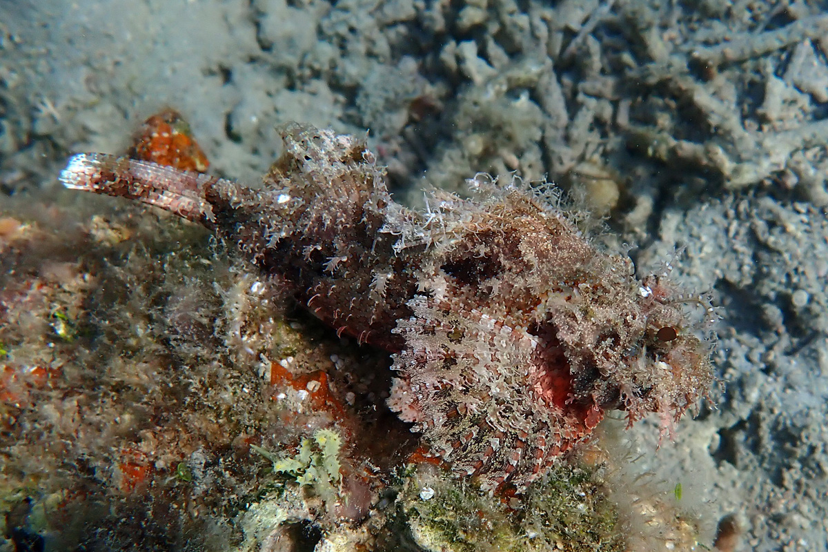 Scorpionfish カサゴ