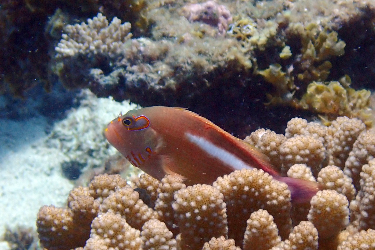 Arceye Hawkfish メガネゴンベ