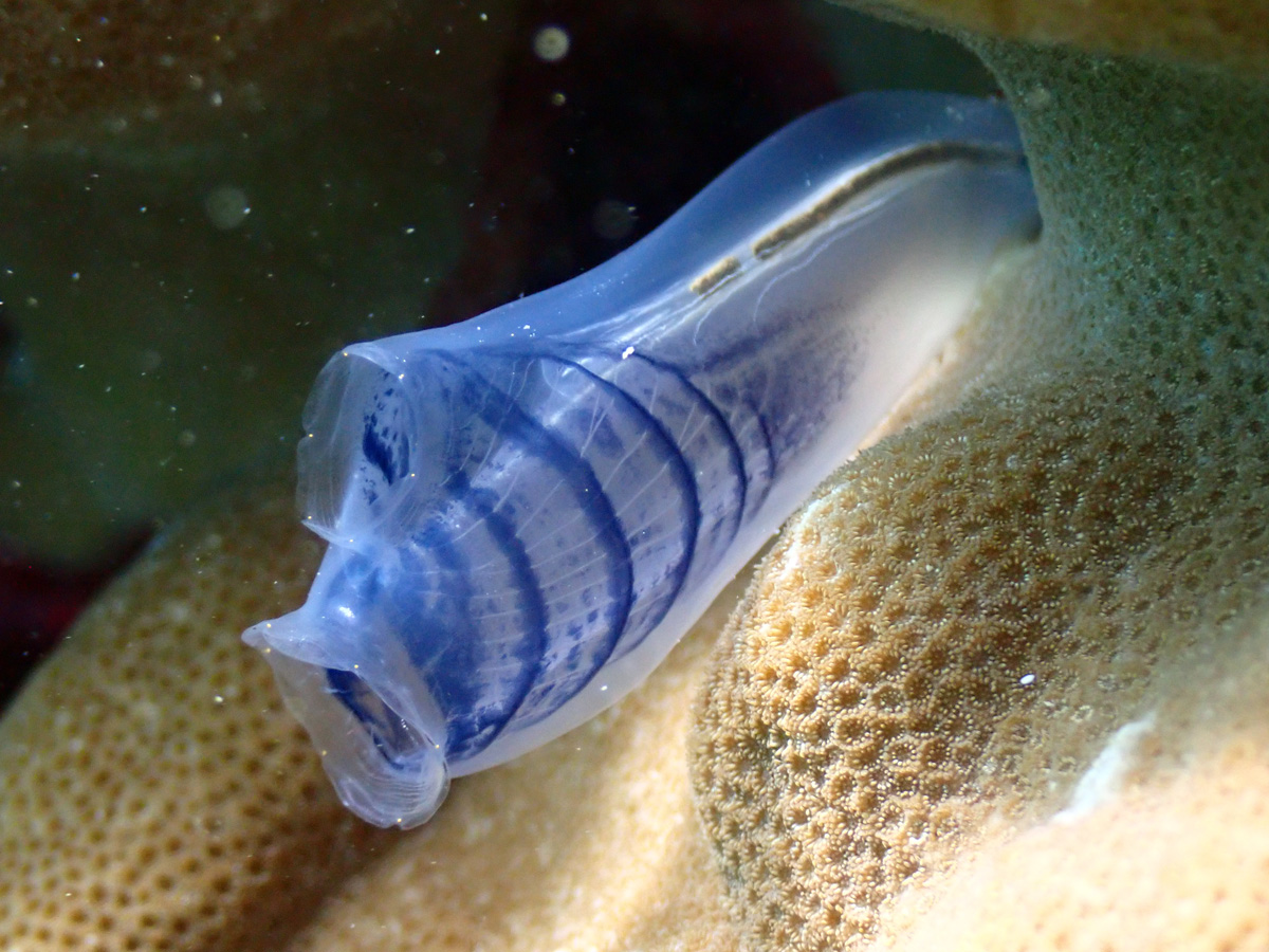 Blue Club Tunicate – ムネボヤ