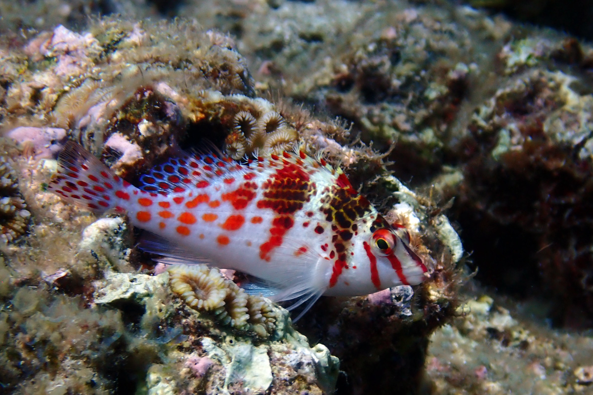 Dwarf Hawkfish サラサゴンベ