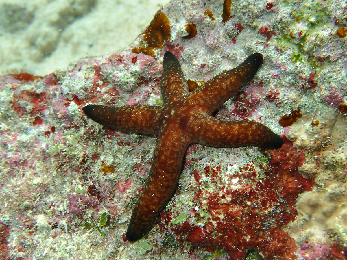 Luzon Sea Star ルソンヒトデ