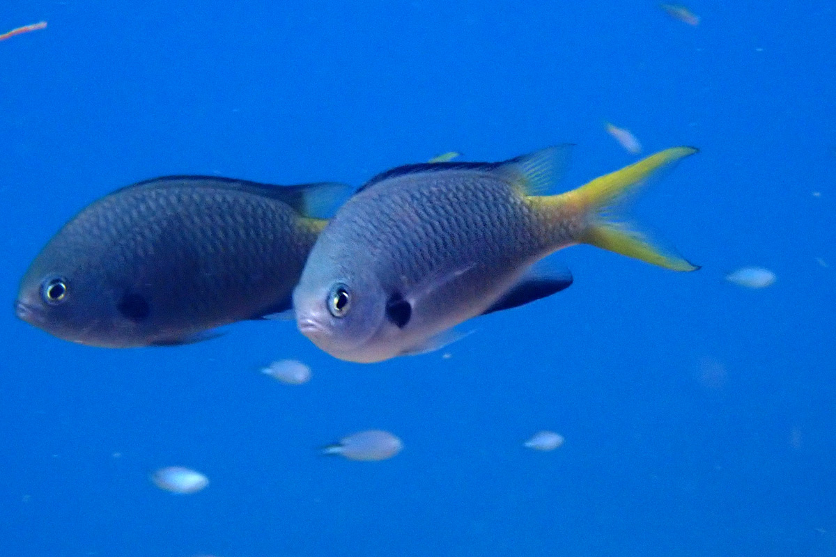 Northern yellow-spotted Chromis – キホシズズメダイ