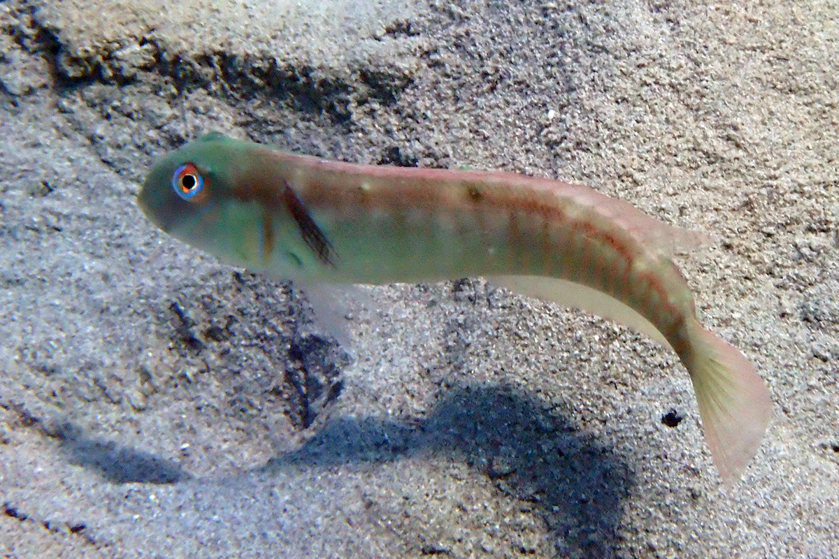 Razor Wrasse タテヤマベラ