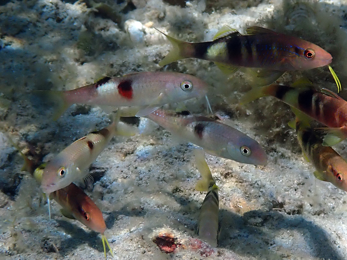Sidespot Goatfish – リュウキュウヒメジ – Malu