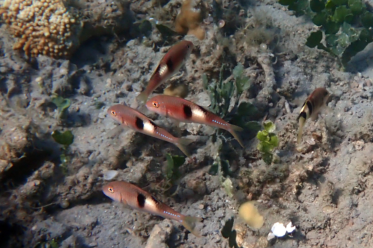 Sidespot Goatfish リュウキュウヒメジ