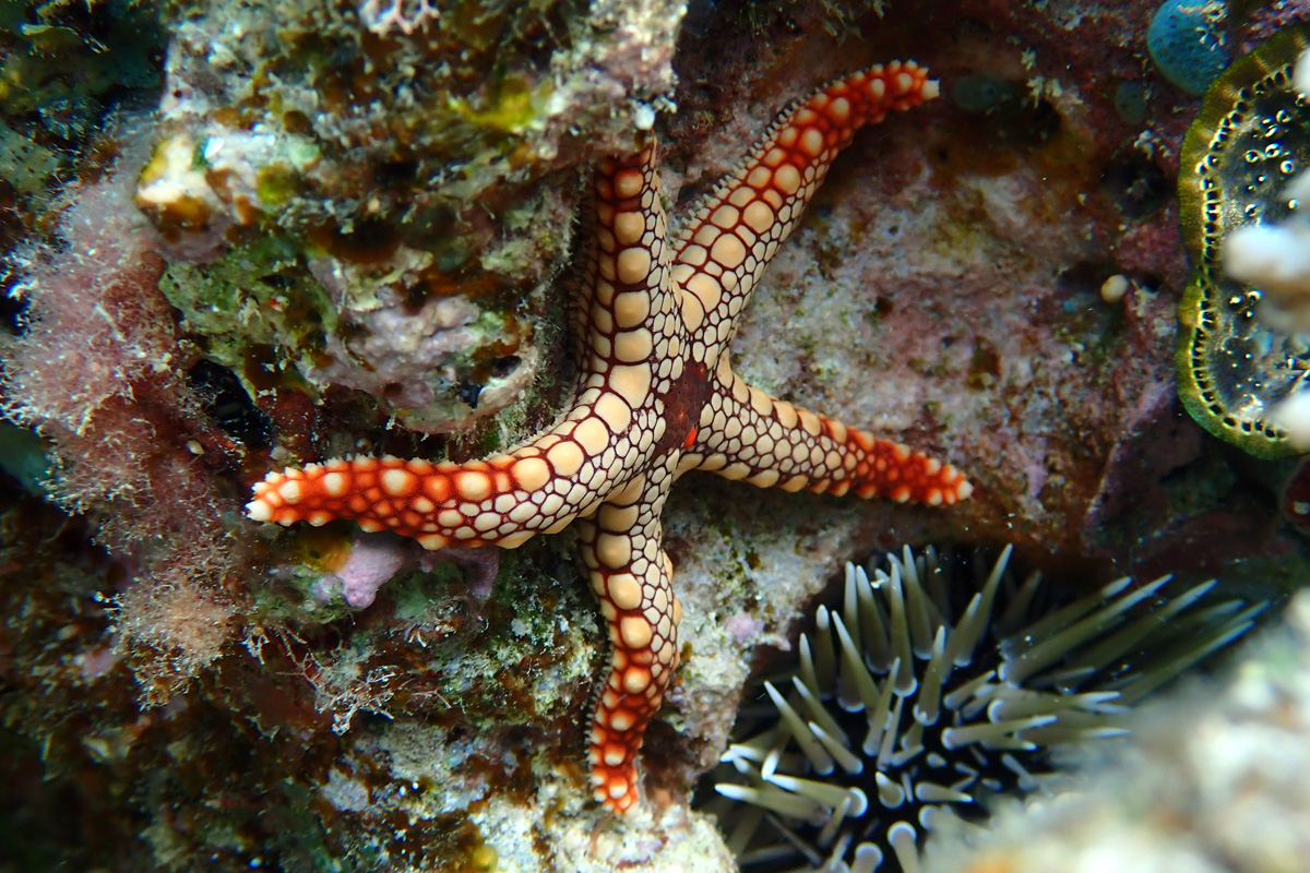 Tiled Sea Star  ジュズベリヒトデ