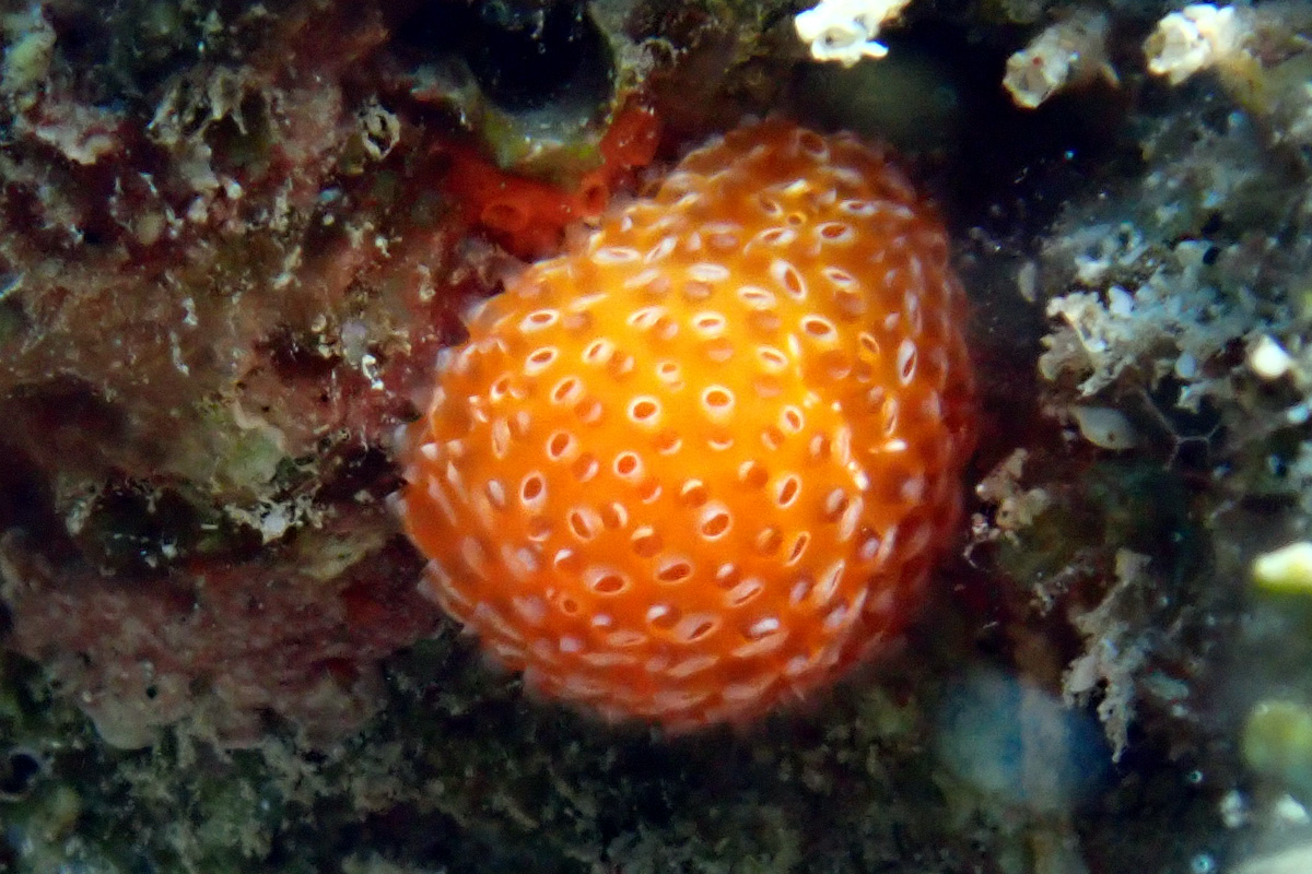 Strawberry Tunicate イチゴボヤ