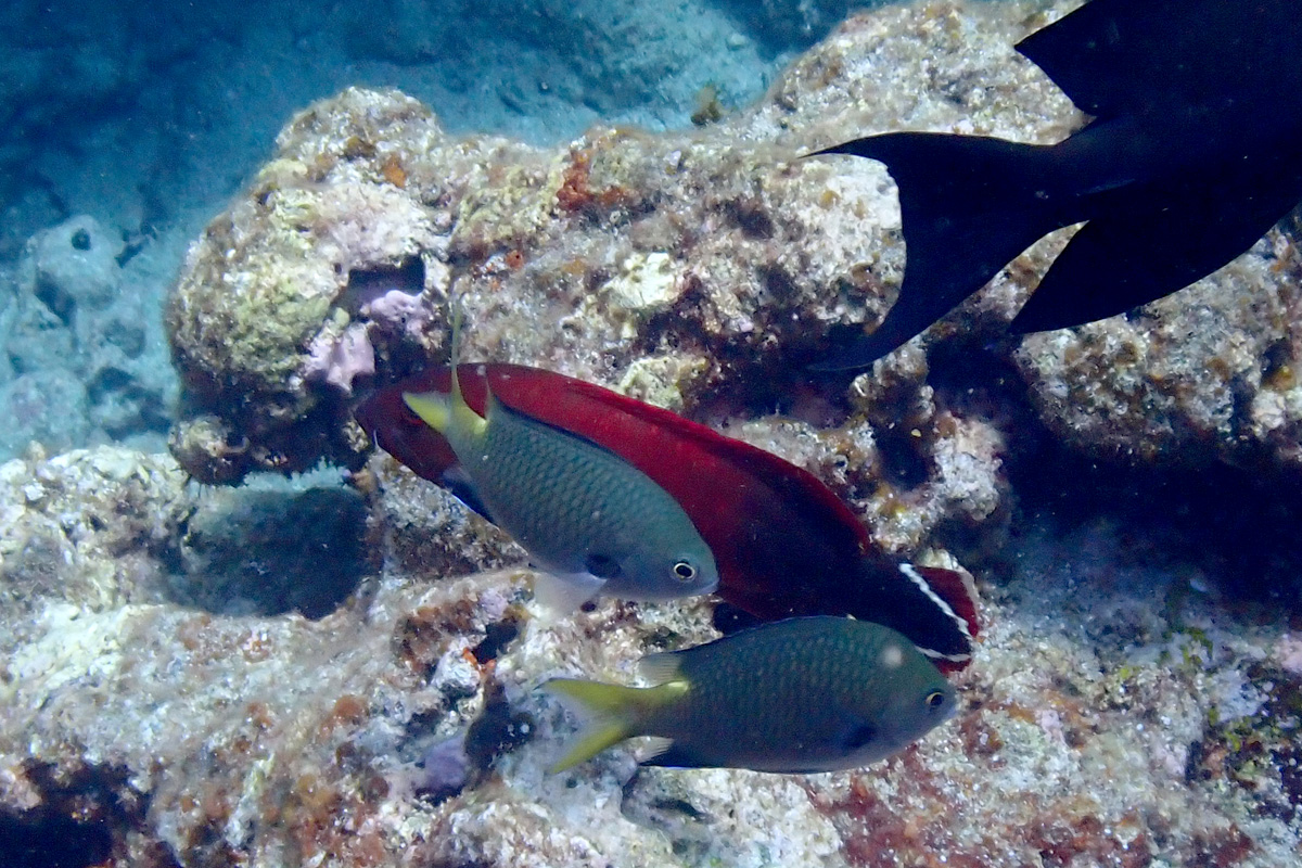 Northern yellow-spotted Chromis キホシズズメダイ