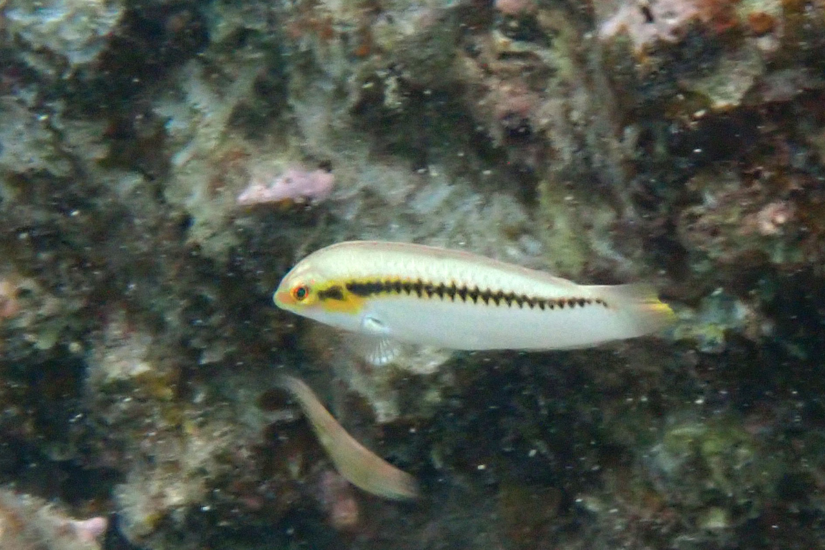 Zigzag Wrasse セイテンベラ