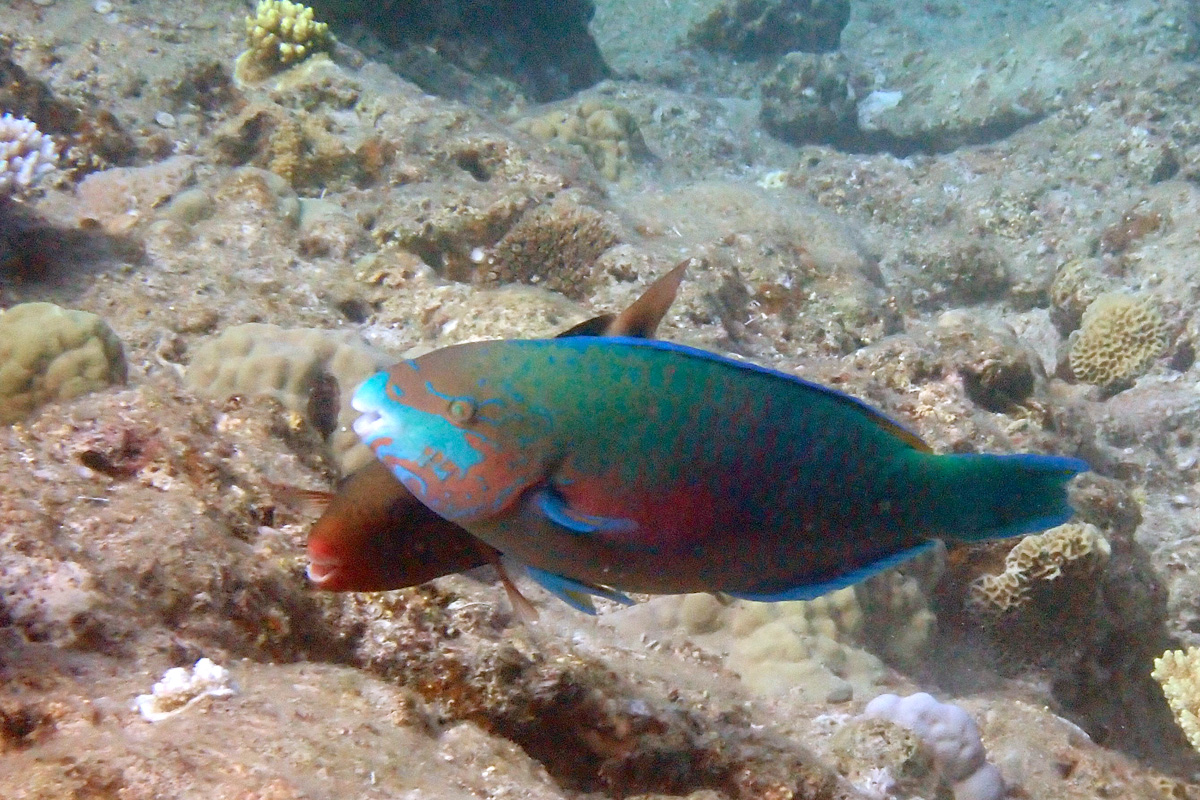 Quoy’s Parrotfish レモンブダイ