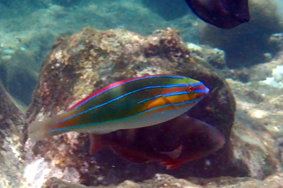 Three-lined Wrasse オニベラ