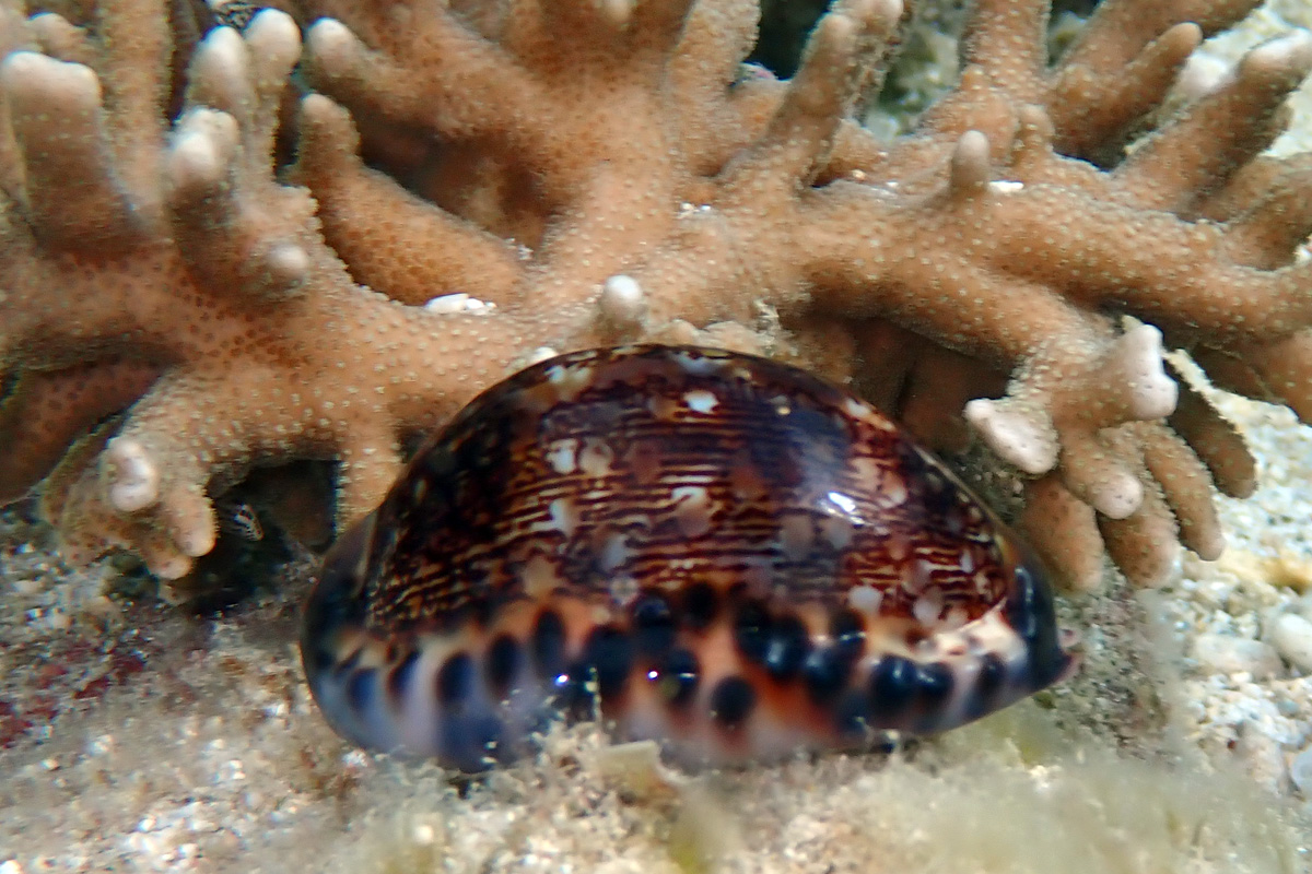 Arabian Cowry ヤクシマダカラ