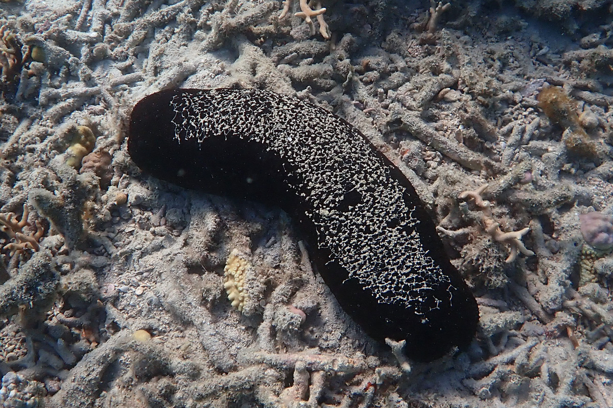 Black Sea Cucumber クロナマコ