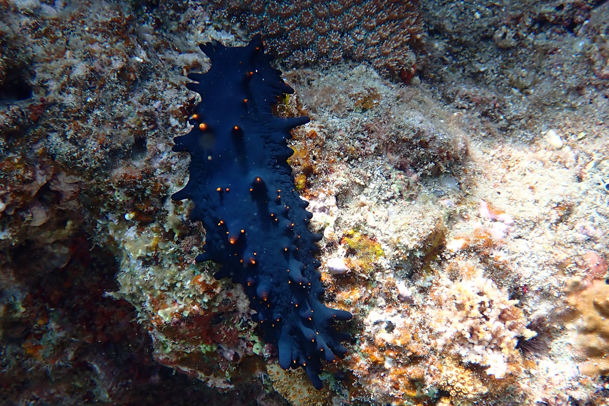 Black Knobby Sea Cucumber シカクナマコ