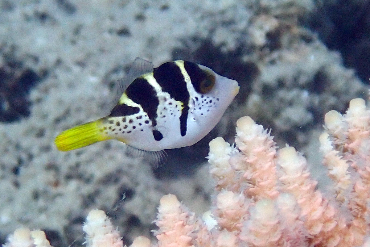 Blacksaddle Filefish ノコギリハギ