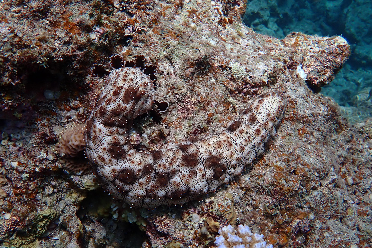 Blackspotted Sea Cucumber クロテナマコ