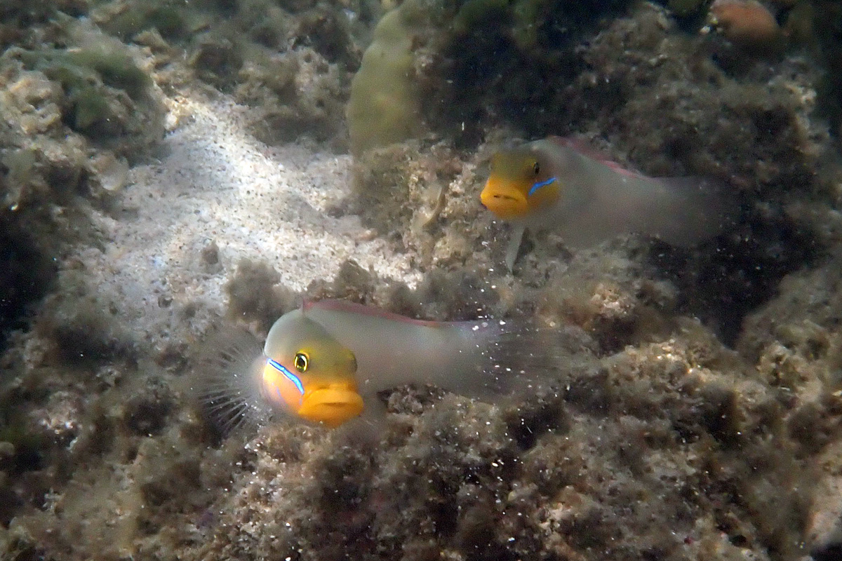 Bluestreak Goby アカハチハゼ