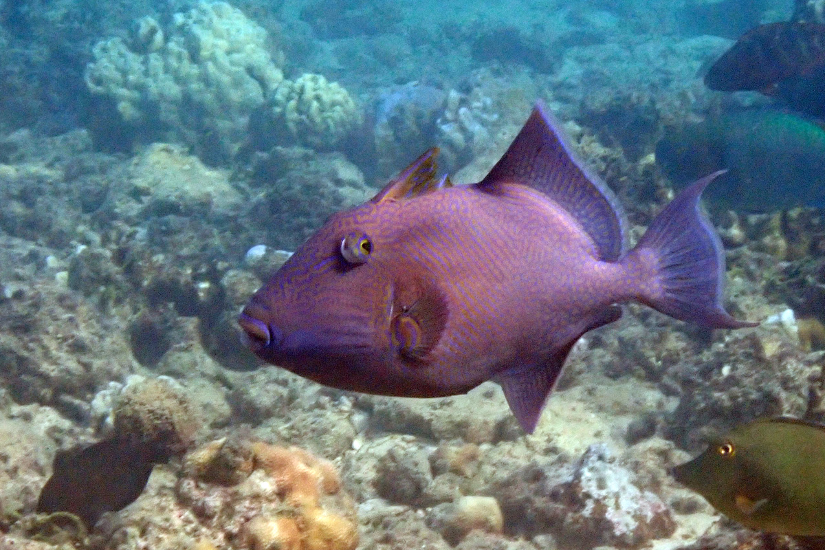 Blue Striped Triggerfish イソモンガラ