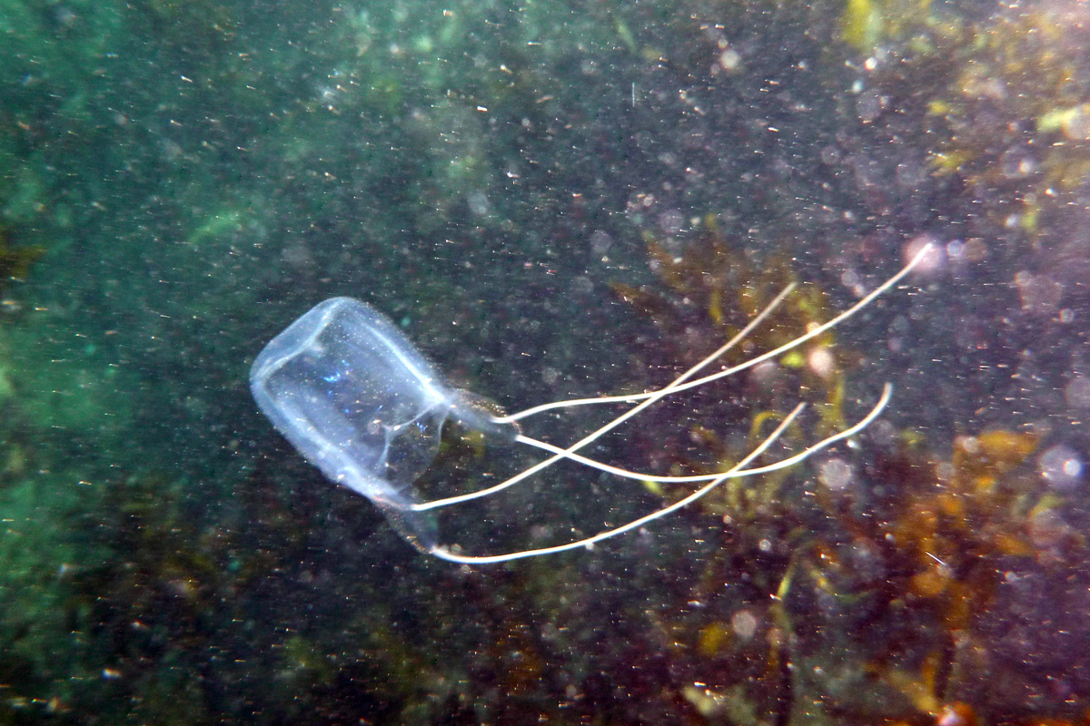 Box Jellyfish