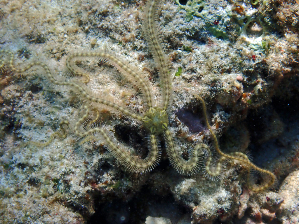 Long Legged Brittle Star ウデナガクモヒトデ