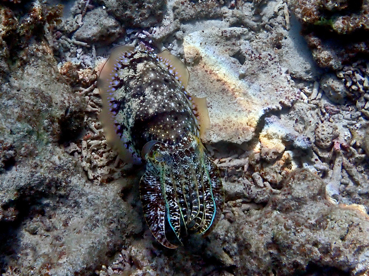 Broadclub Cuttlefish – コブシメ