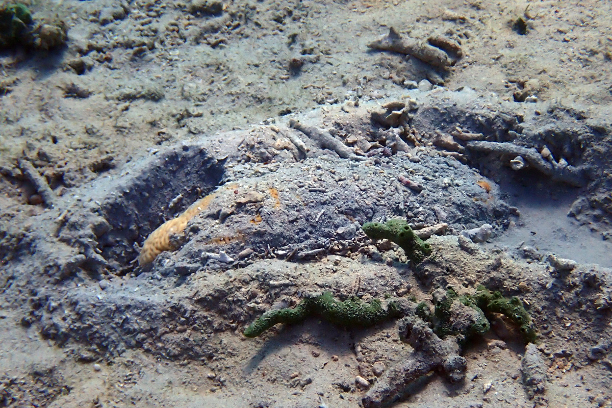 Brown Sea Cucumber チズナマコ