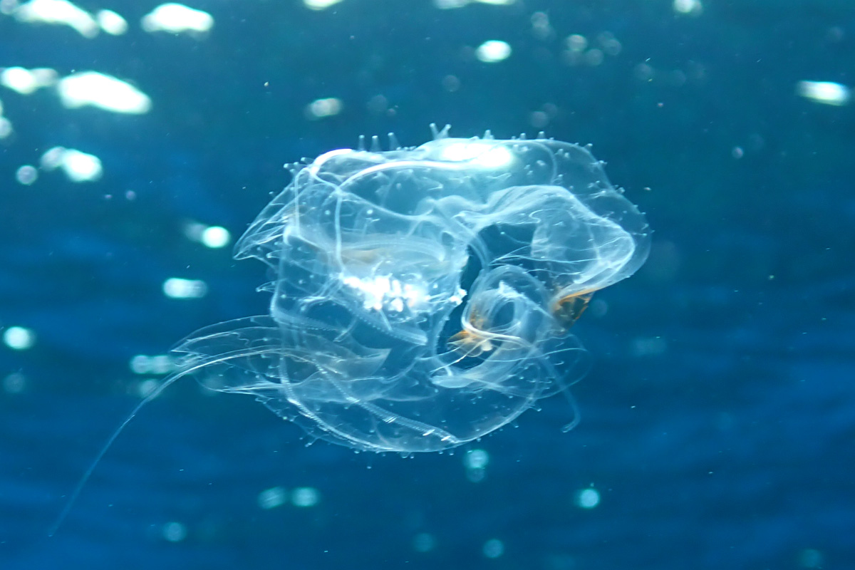 Comb Jellyfish